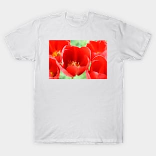 Tulipa  &#39;Sky High Scarlet&#39;   Single Late Tulip T-Shirt